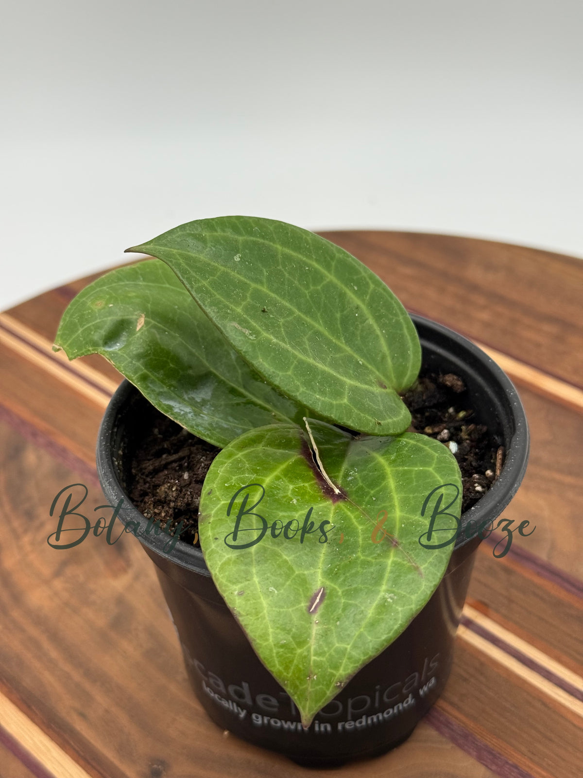 Hoya latifolia sp. Sarawak