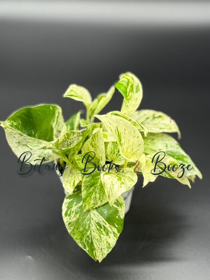 Epipremnum aureum Snow Queen