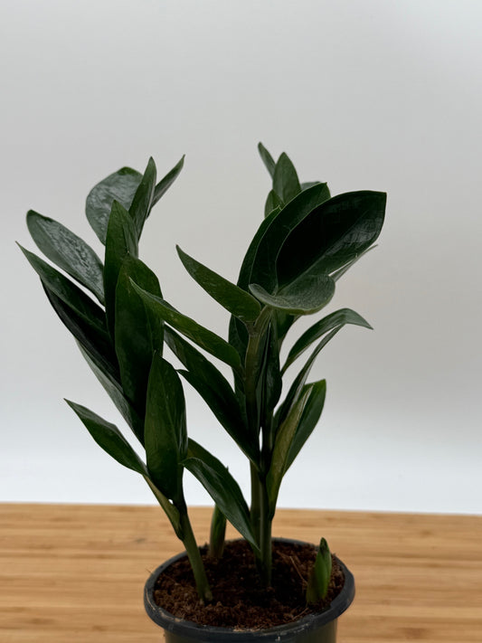 Zamioculcas zamiifolia ZZ Plant