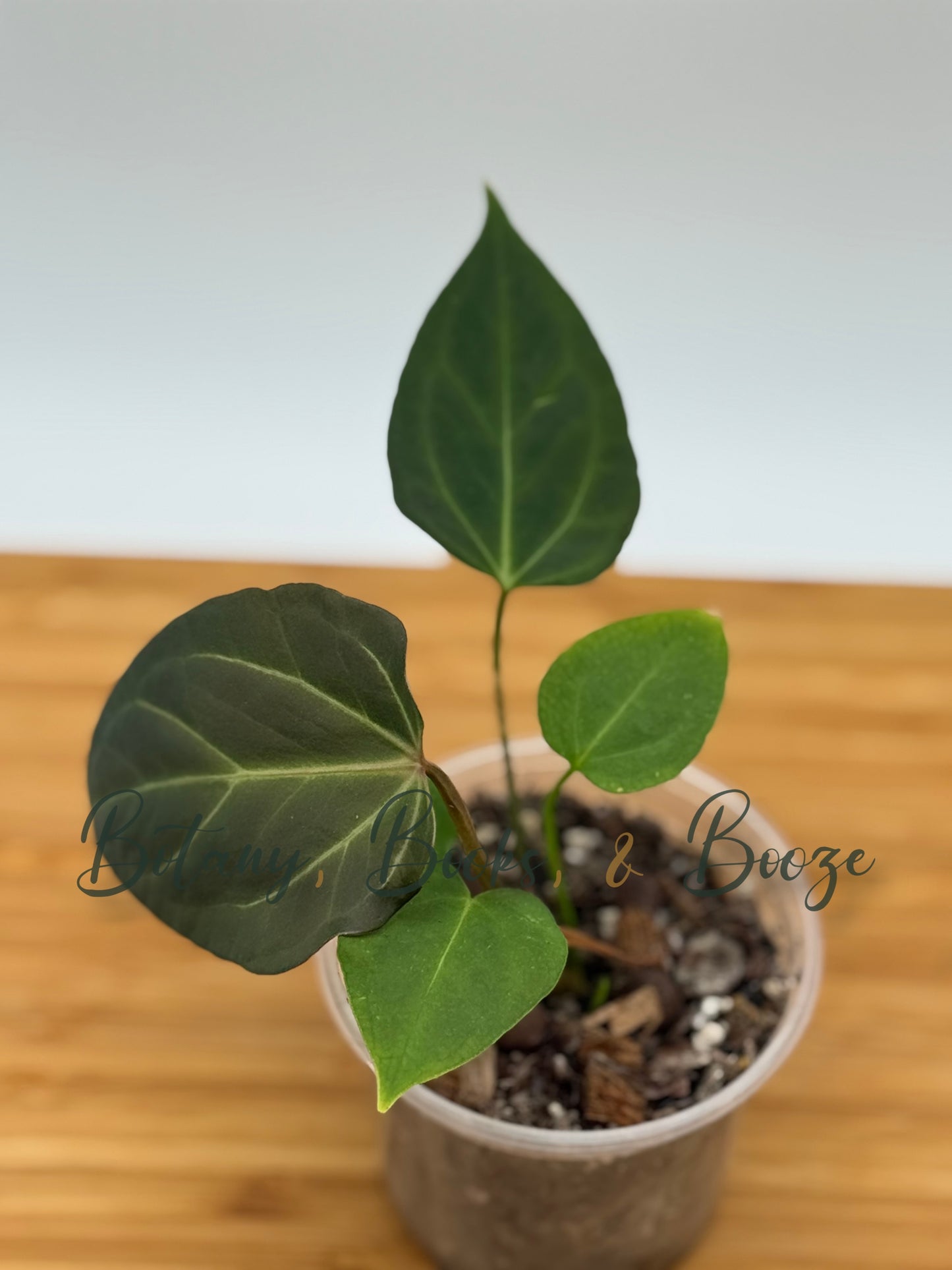 Anthurium Chocolate Crystal X Rioclaroense Wild Hybrid