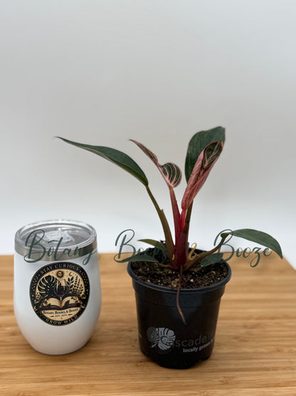 Philodendron Pink Birkin AKA Pink Bikini