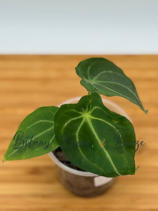 Anthurium magnificum × forgetii Mags Spaghetti