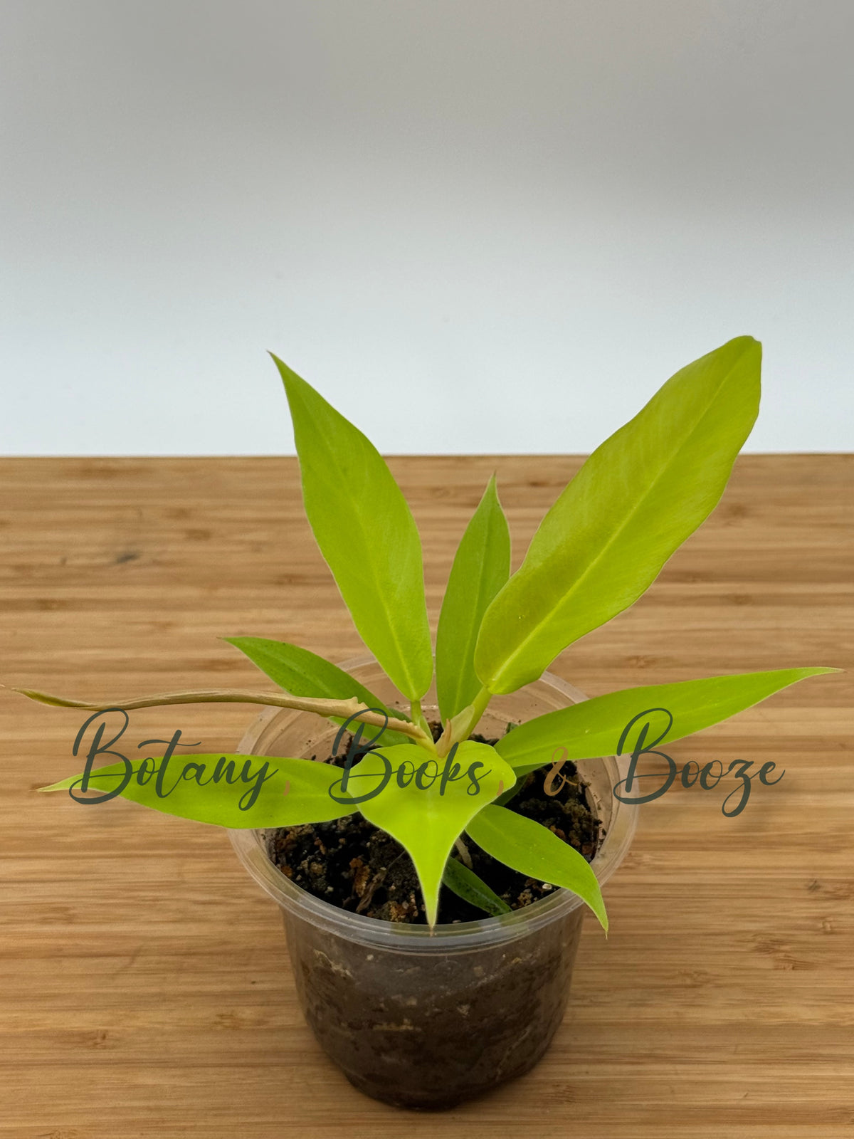 Philodendron Ring of Fire 'Gold'
