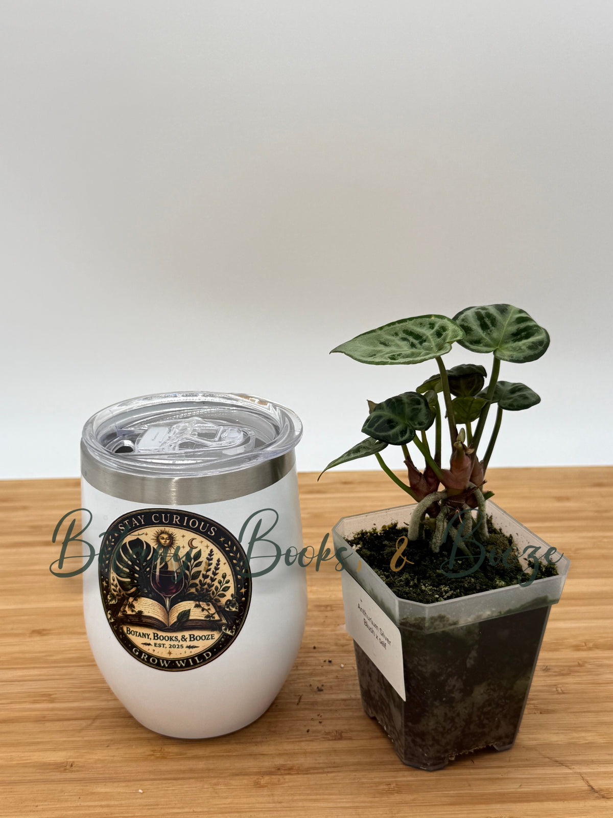 Anthurium Silver Blush
