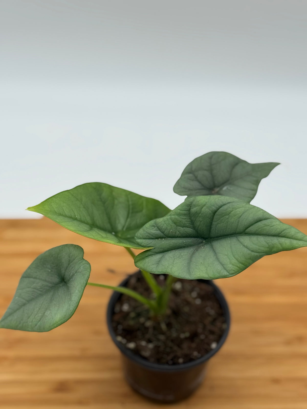Alocasia Platinum