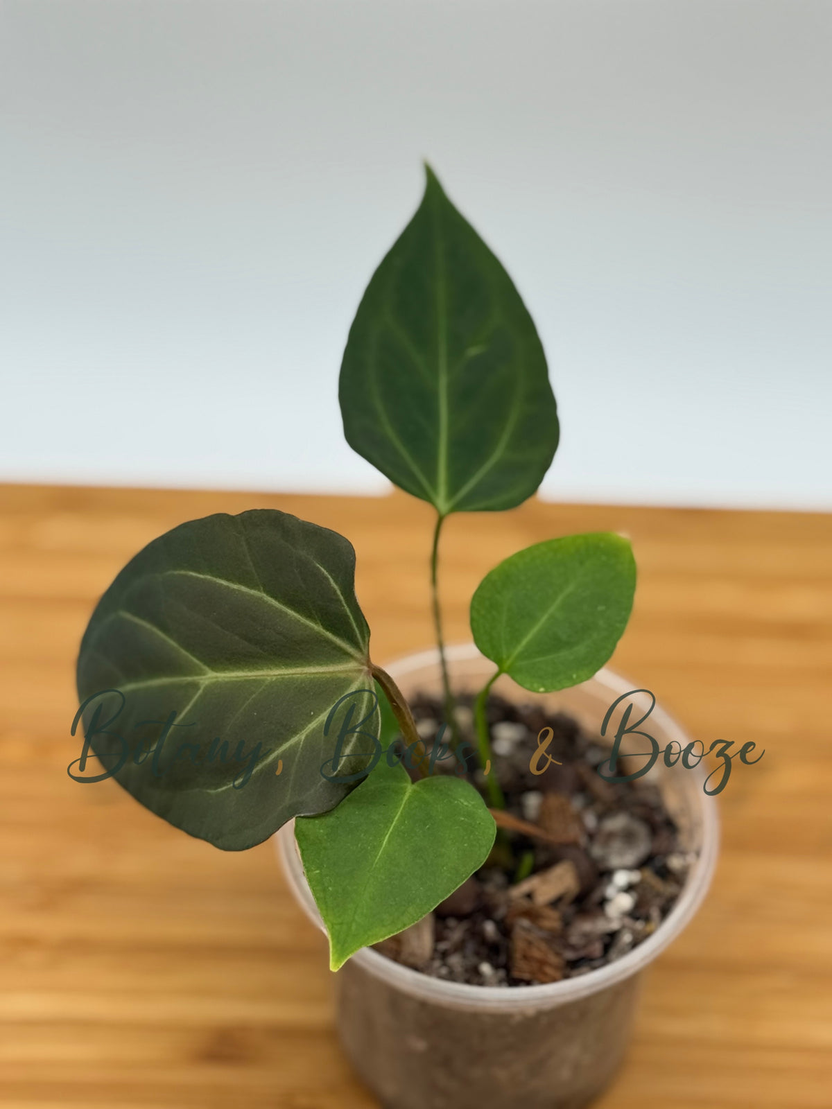 Anthurium Chocolate Crystal X Rioclaroense Wild Hybrid