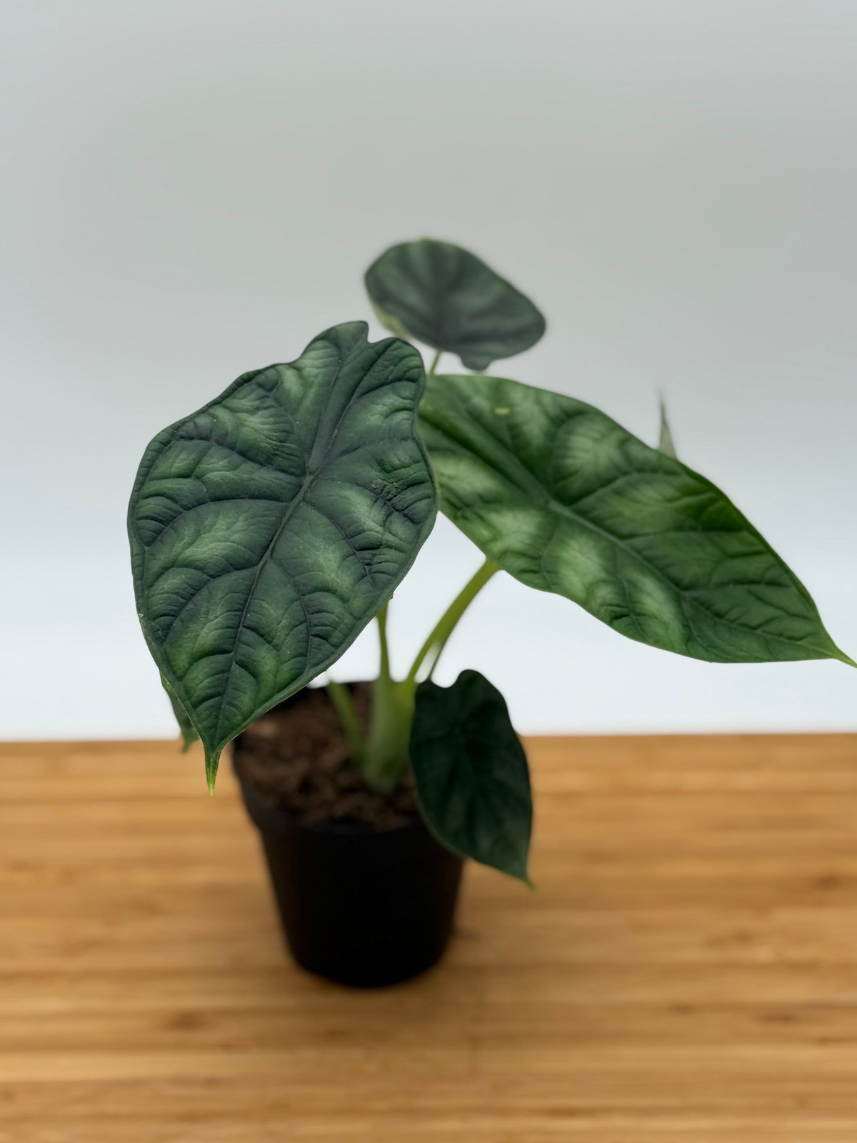 Alocasia baginda Dragon Scale