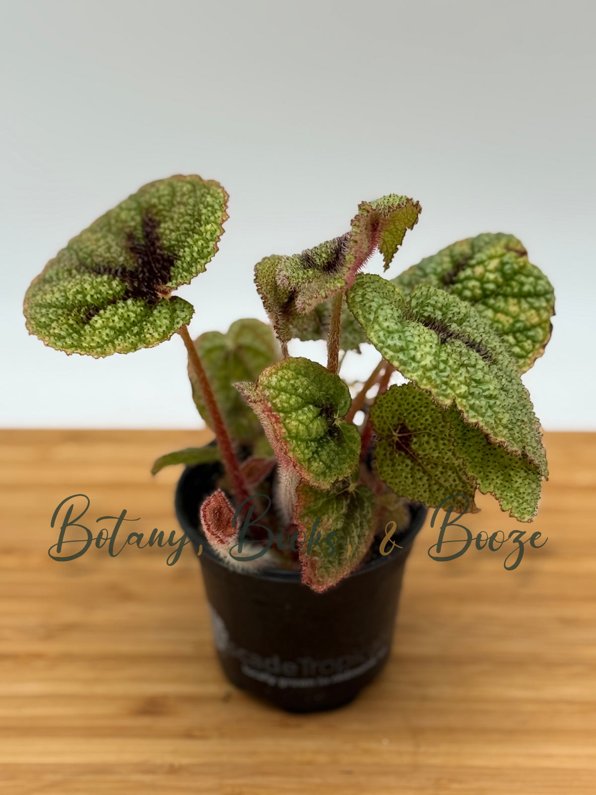 Begonia masoniana - Iron Cross Begonia