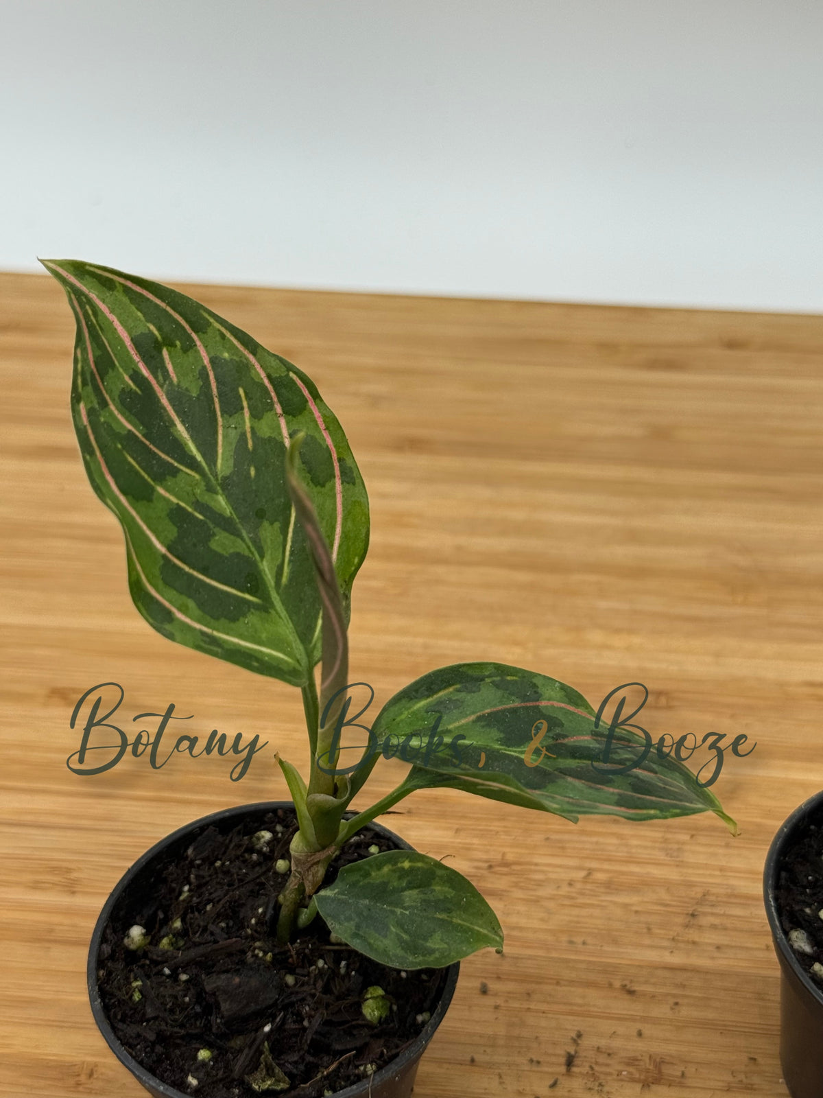 Aglaonema 'Red Army'