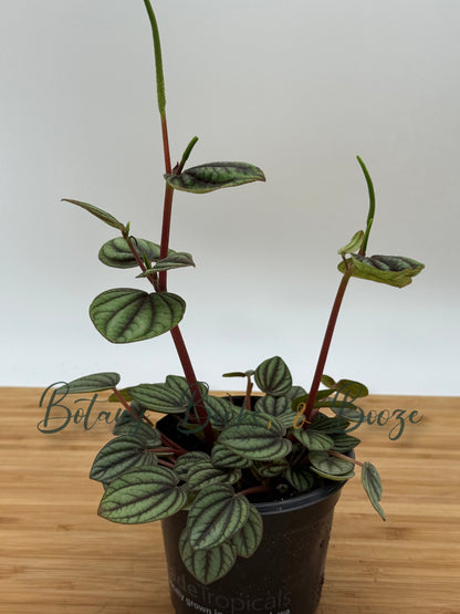 Peperomia albovittata Peacock