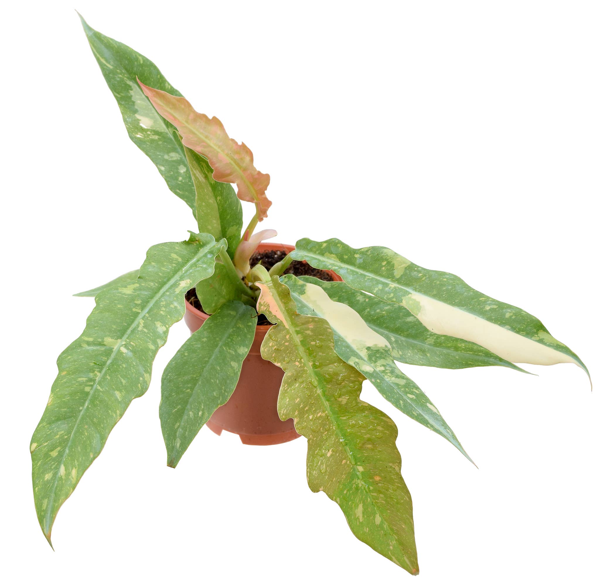 Selected Variant Image