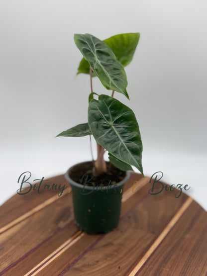 Alocasia Pink Princess