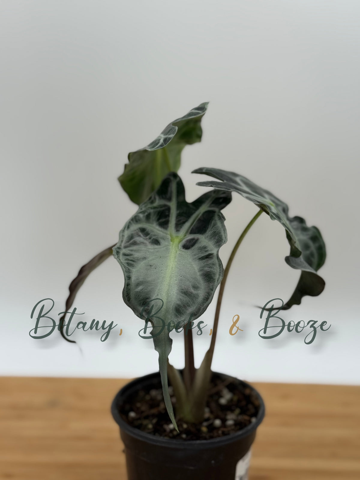 Alocasia Venom