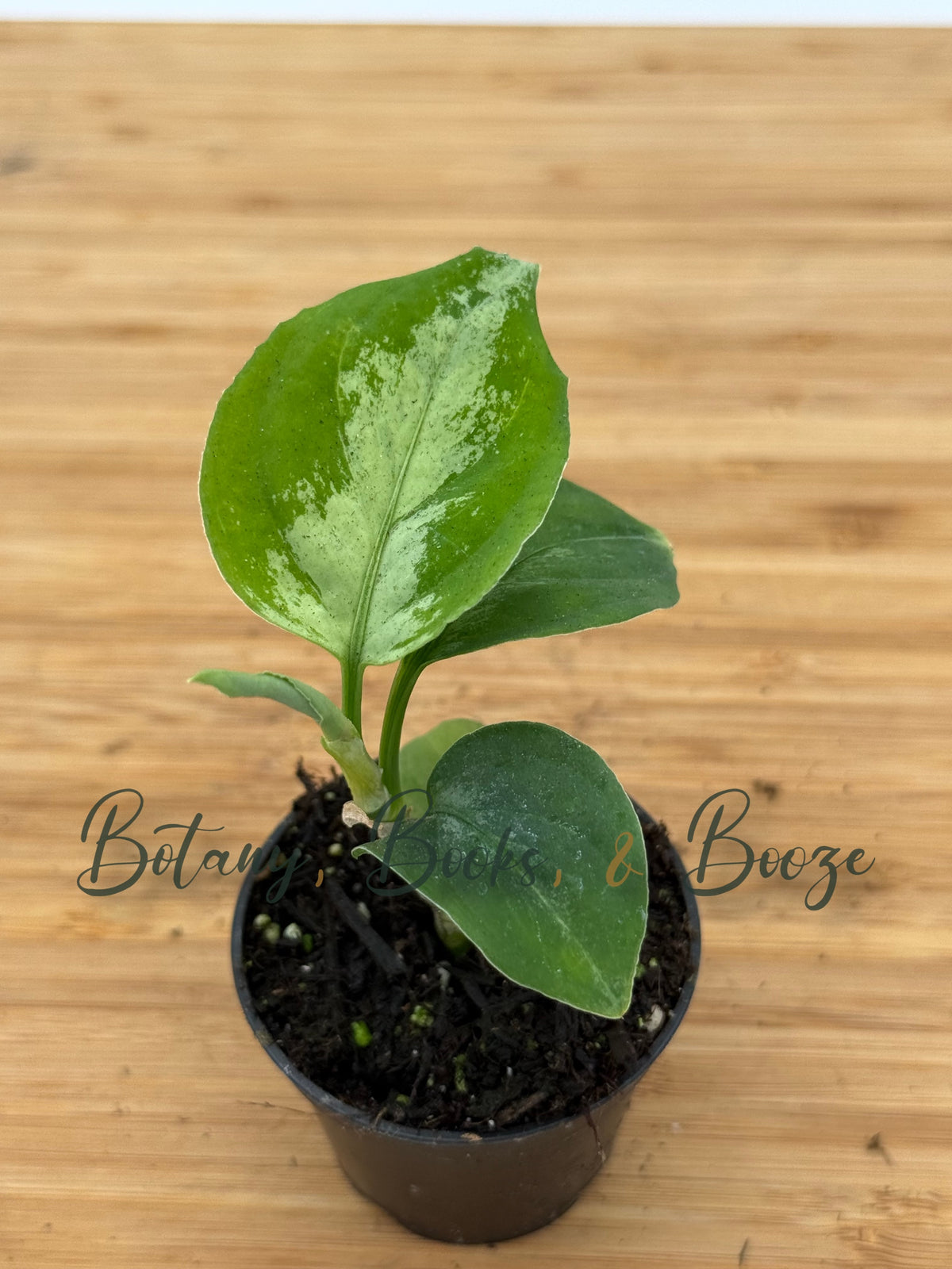 Aglaonema pictum Sport