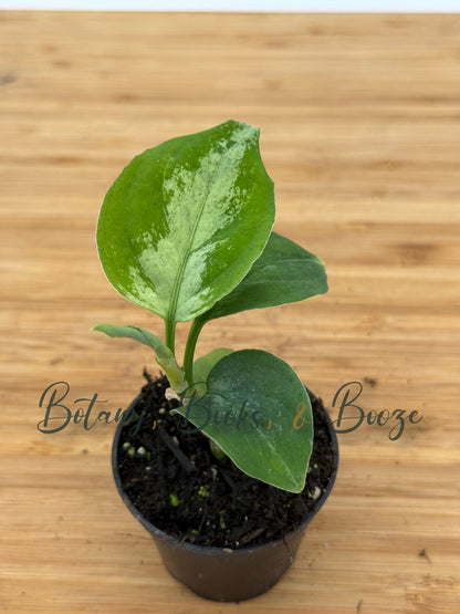 Aglaonema pictum Sport