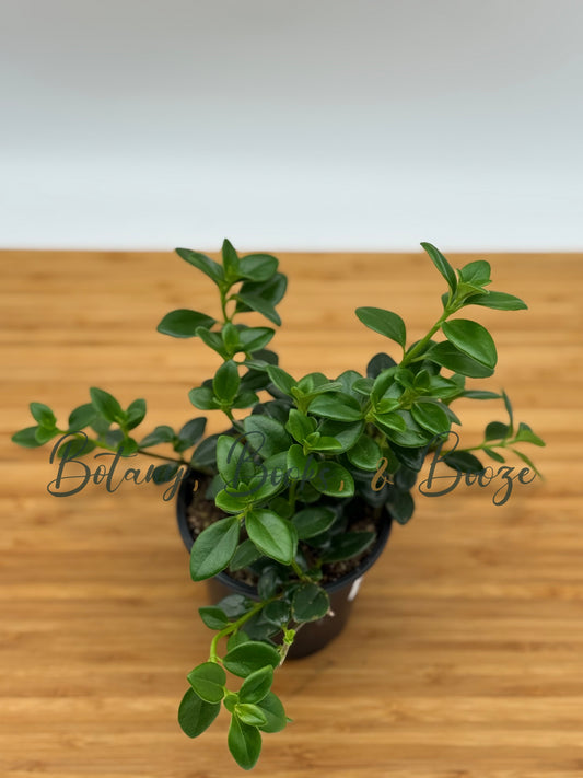 Nematanthus gregarius goldfish plant - Xmas Holly