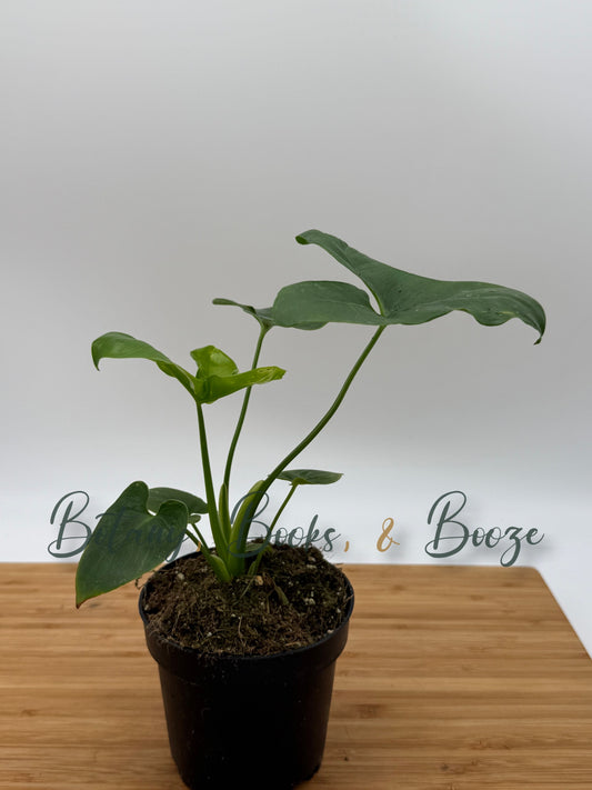 Philodendron goeldii Fun Bun