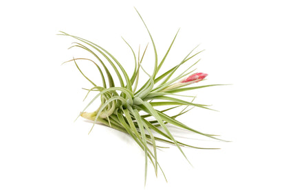 Tillandsia Leonamiana Air Plant