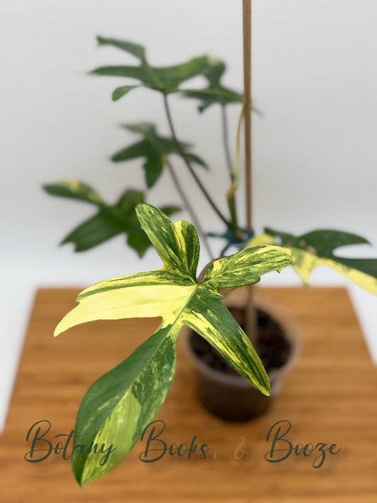 Philodendron Florida Beauty Variegata