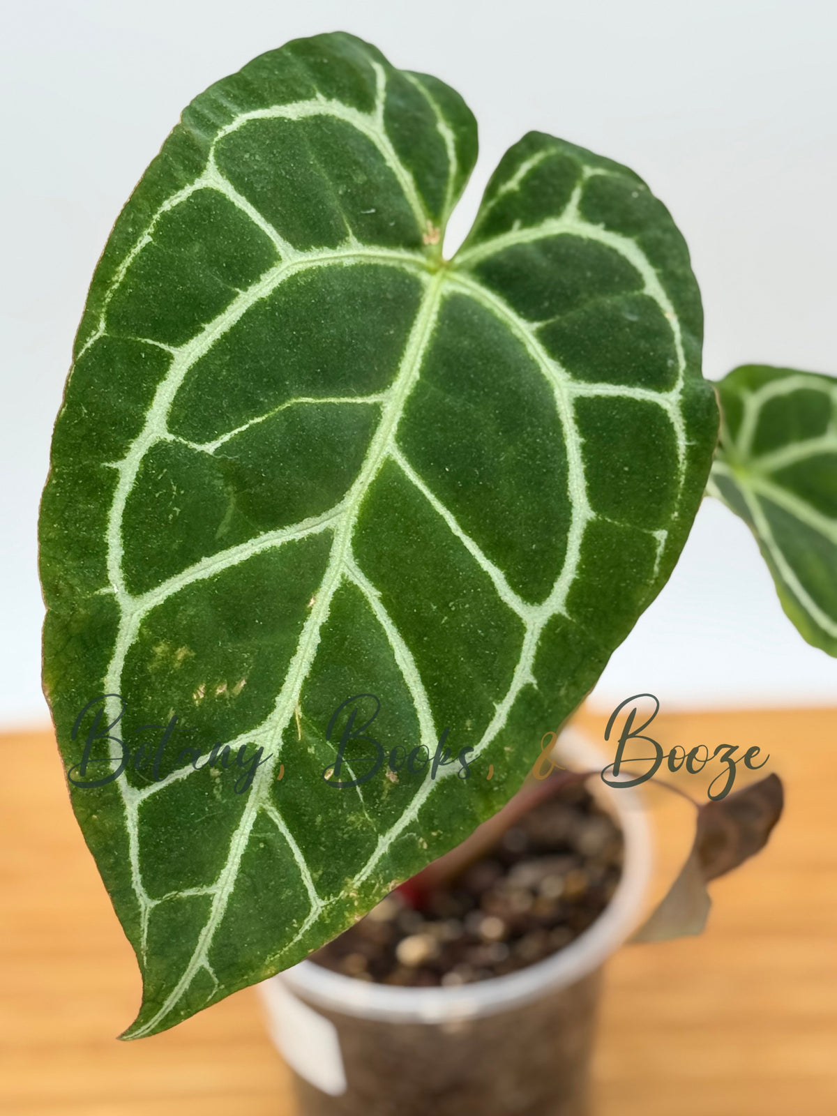 Anthurium Crystallinum