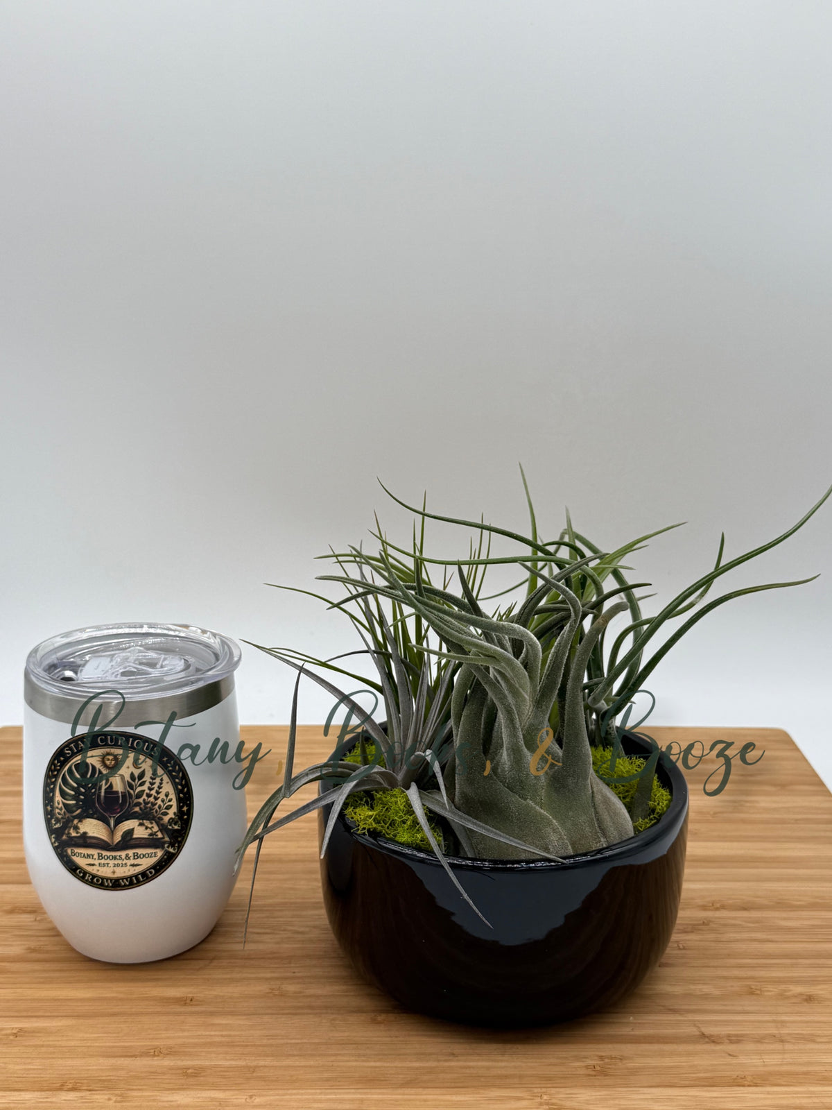 Large Fully Assembled Air Plant Bowl Garden