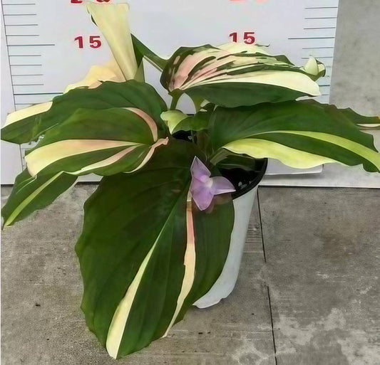 Kaempferia galanga variegated (aromatic ginger)
