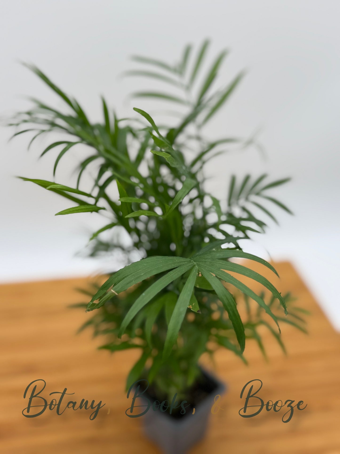 Bella Palm (Parlour Palm)