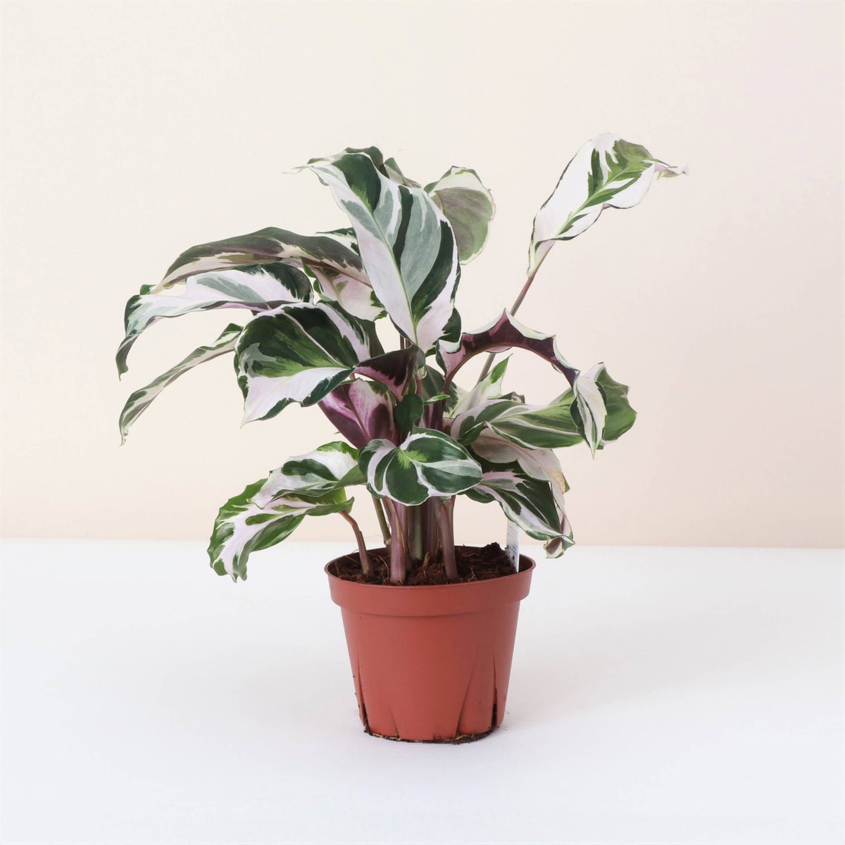 Calathea Stella