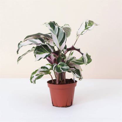Calathea Stella