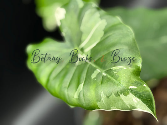 Alocasia Okinawa Silver