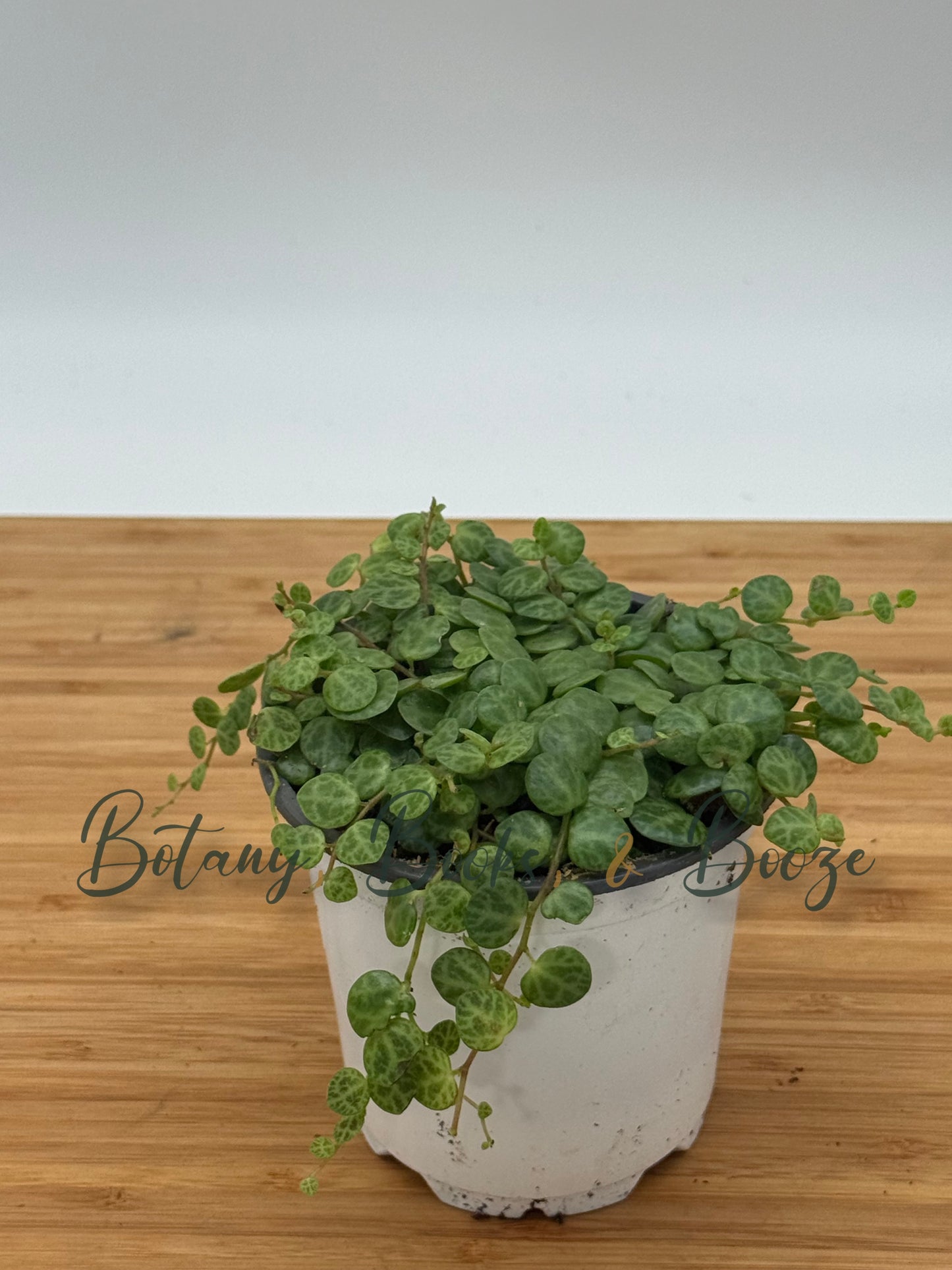 Peperomia prostrata (String of Turtles)