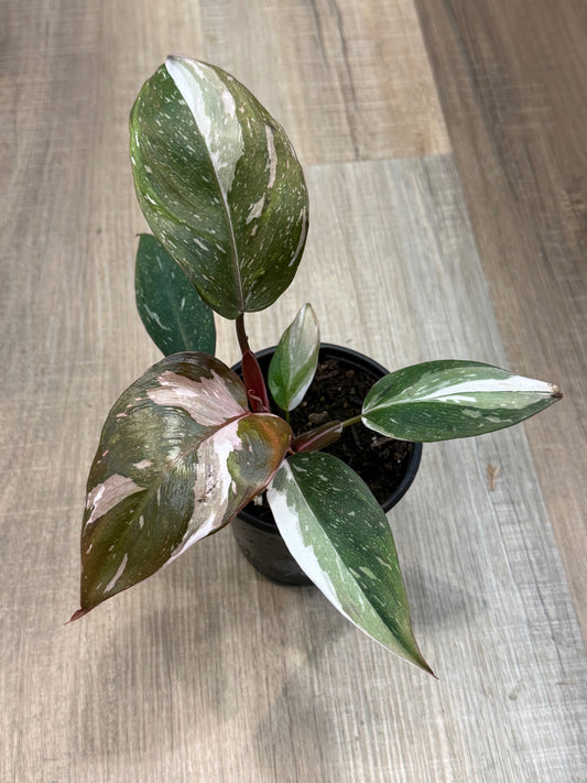 Philodendron Red Anderson