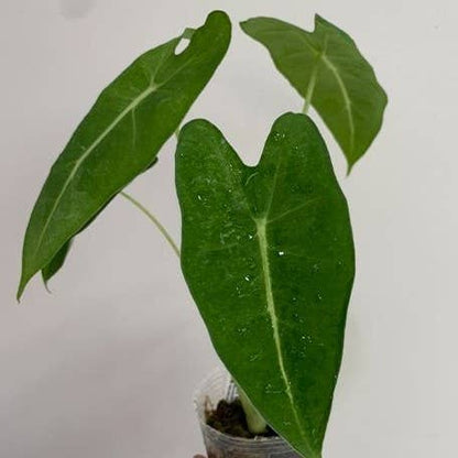 Alocasia micholitziana Variegated Mint