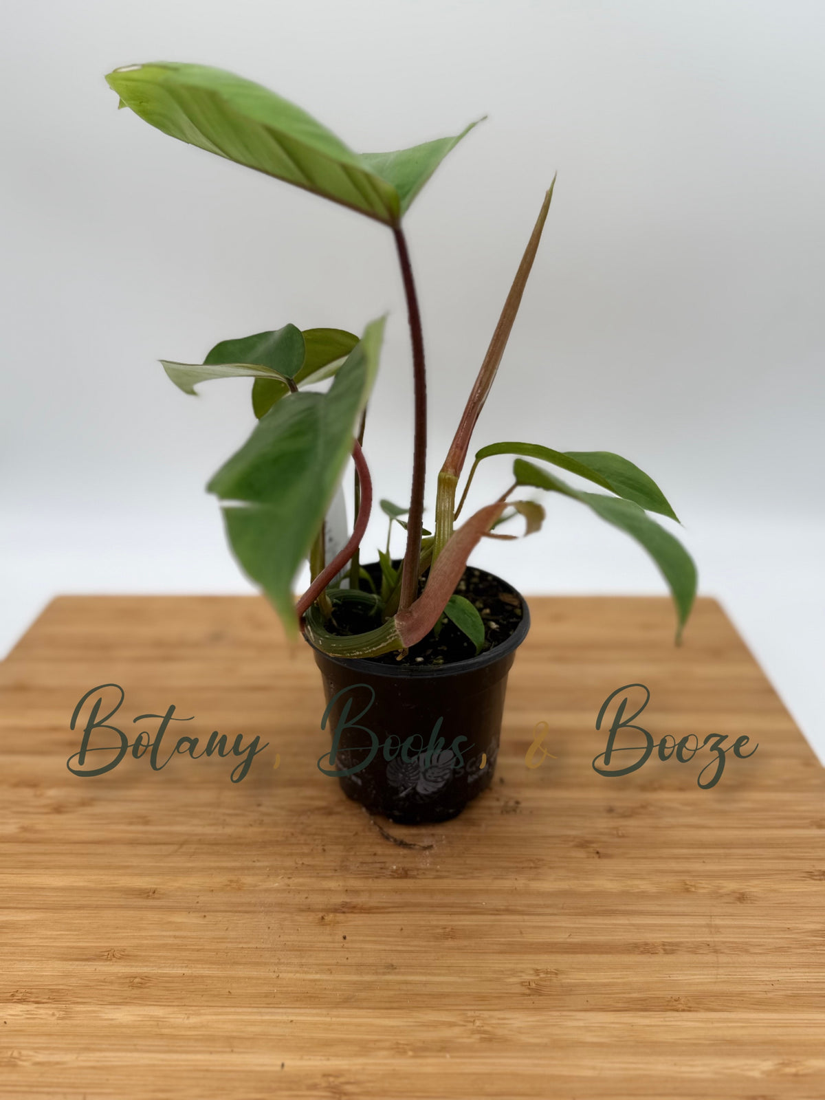 Philodendron Mayoi Tahiti