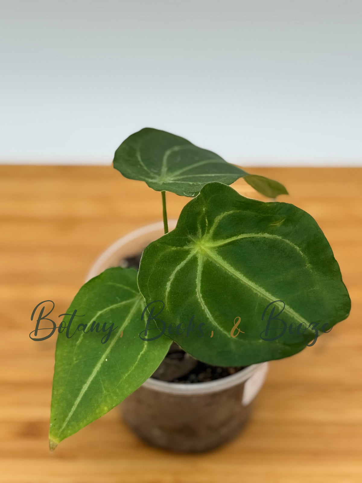 Anthurium magnificum × forgetii Mags Spaghetti