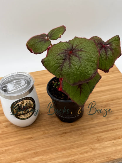 Begonia Curly Fireflush