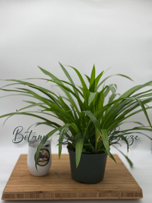 Chlorophytum comosum 'Irish'  Spider Plant