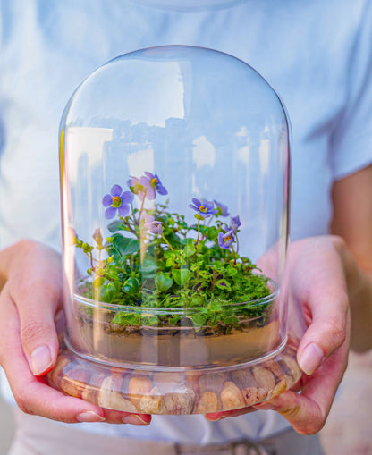Bloomify Glass Dome Terrarium