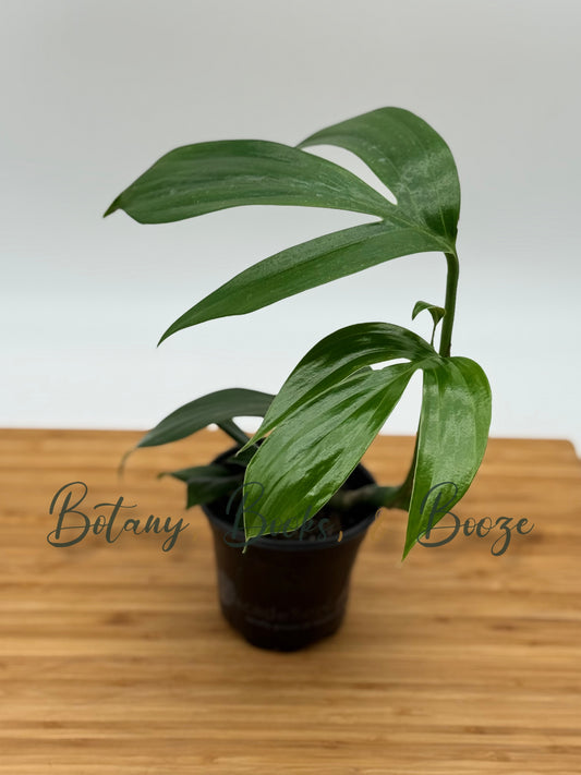 Rhaphidophora decursiva (Dragon's Tail)