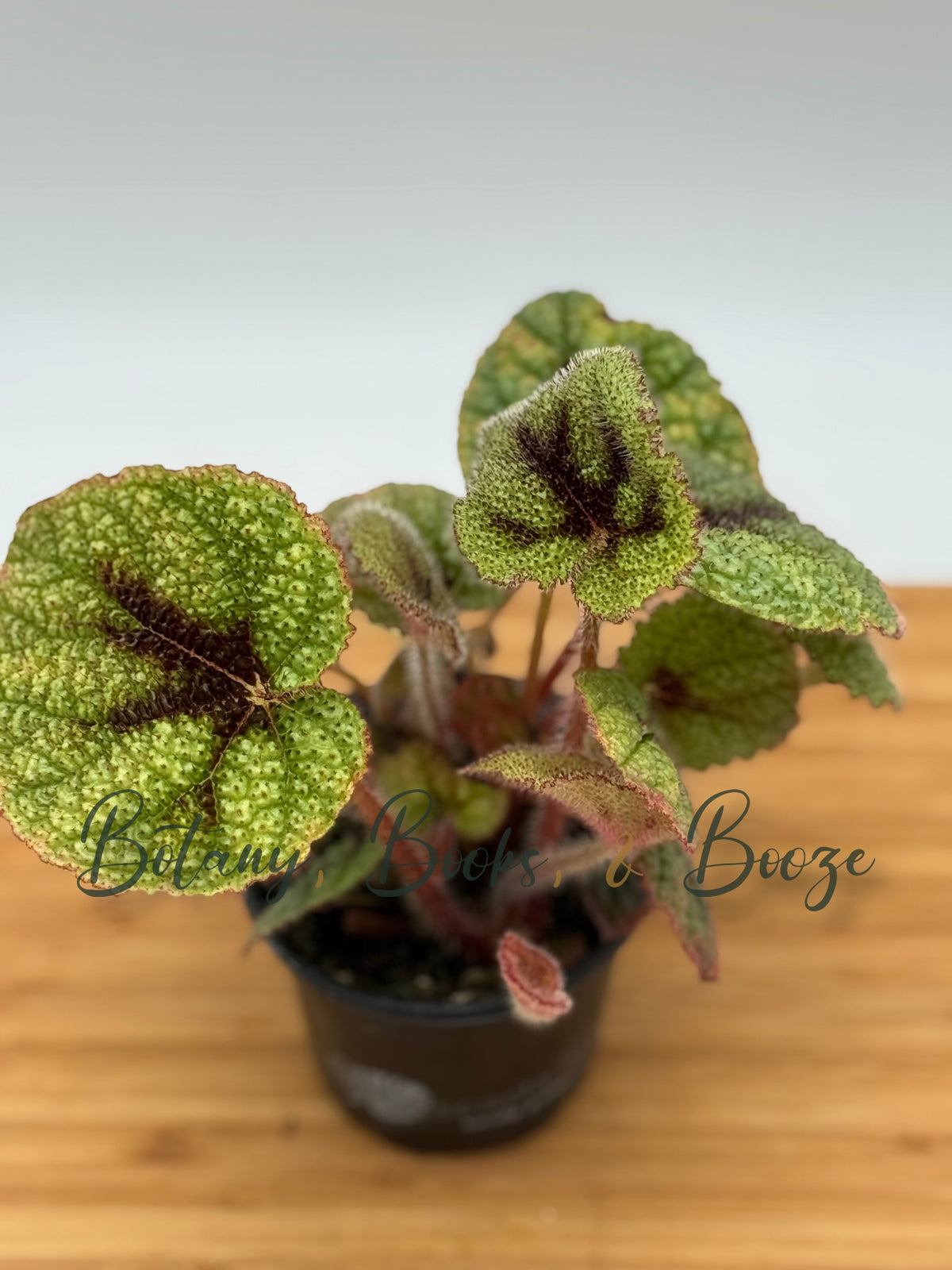 Begonia masoniana - Iron Cross Begonia