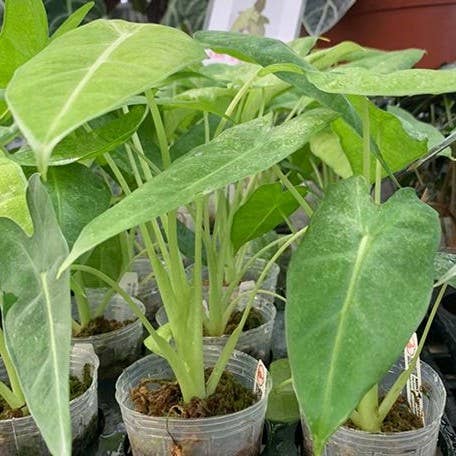 Alocasia micholitziana Variegated Mint