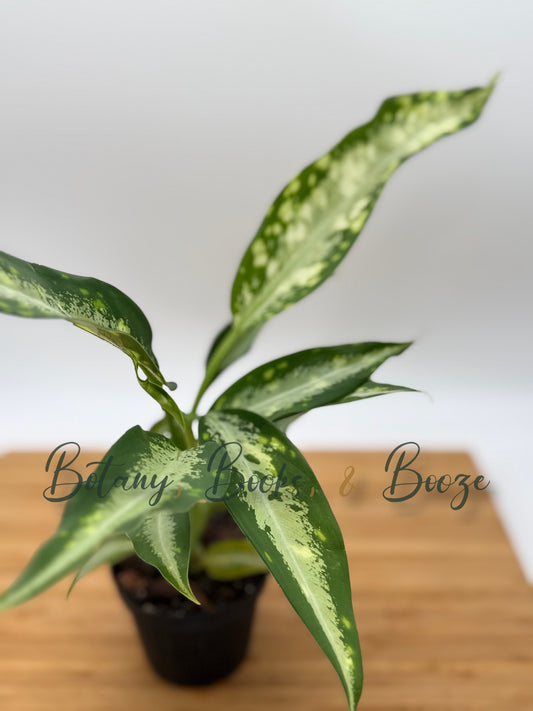 Dieffenbachia 'Panther'