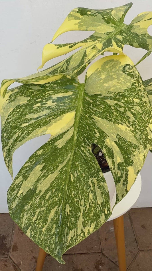 Monstera deliciosa Creme Brulee