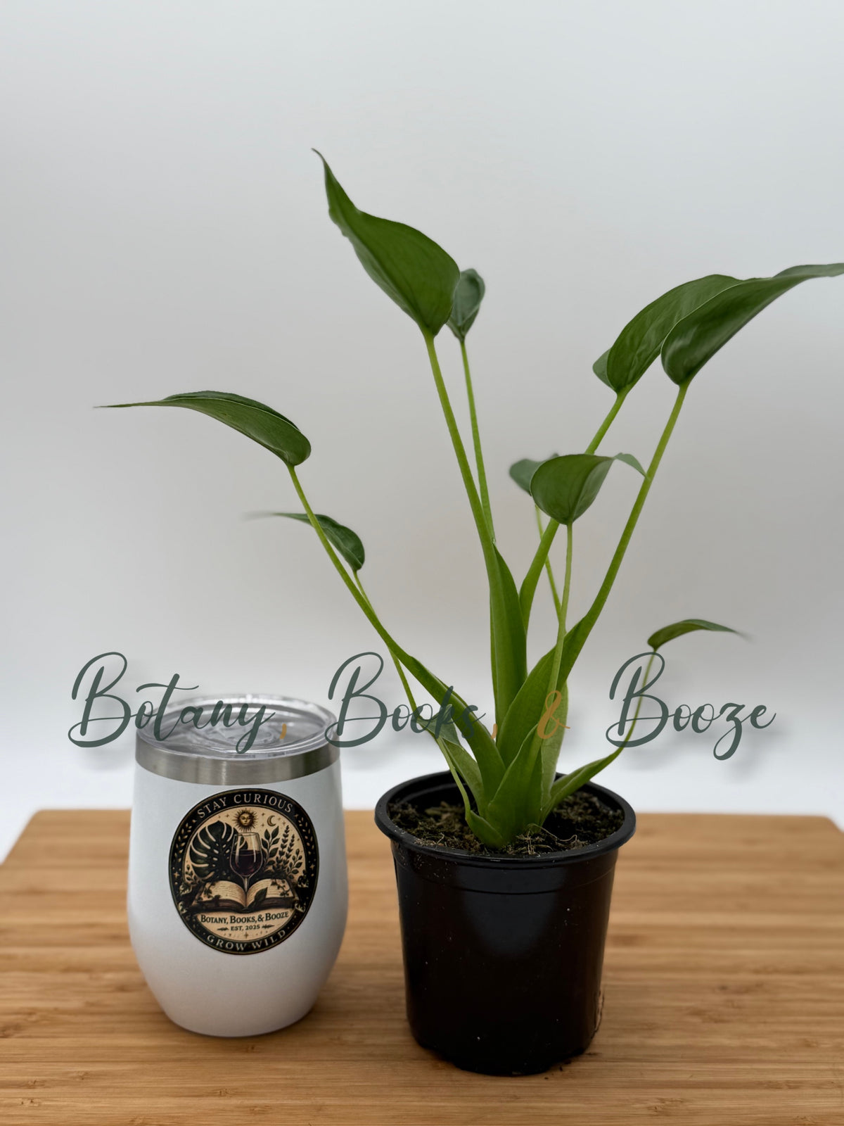 Alocasia Tiny Dancer