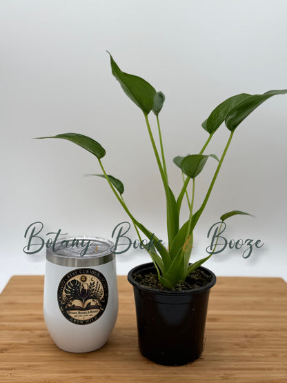 Alocasia Tiny Dancer
