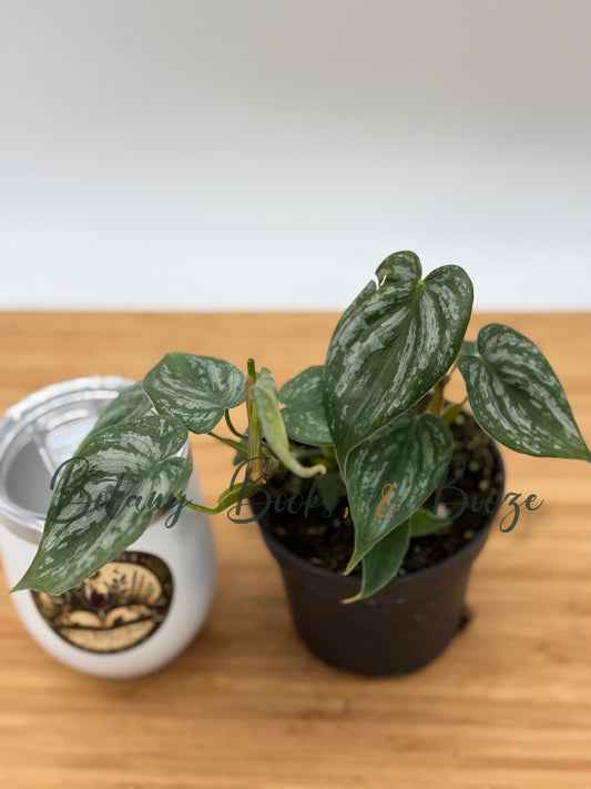 Philodendron brandtianum Silver Leaf
