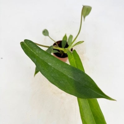 Philodendron Joepii