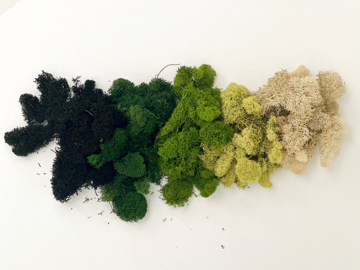 Terrarium Moss - Preserved Dried Reindeer Moss 90g Bag