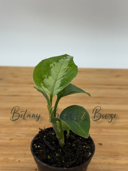 Aglaonema pictum Sport