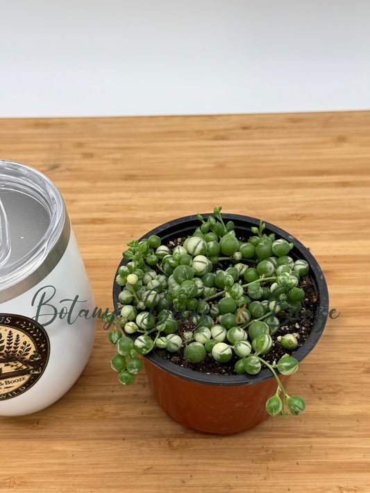 String of Pearls Variegated (Senecio rowleyanus)